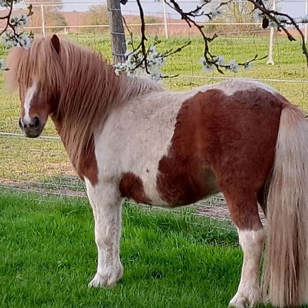Der Kleine Fuchshof Mit Hund, Pferd Und Huhn Apartman Rathlau Kültér fotó